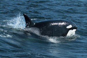  orca -Copyright©  If you would like a copy of this photo please contact Mr. Pat Hathaway