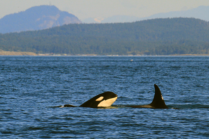 Male orca
