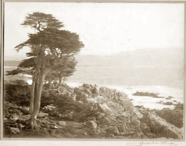 leopold hugo, monterey cypress trees,  photo #96-025-0002