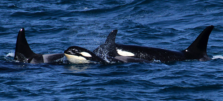 Male orca