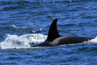 Male orca If you would like a copy of this photo please contact Mr. Pat Hathaway