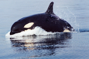 Male orca If you would like a copy of this photo please contact Mr. Pat Hathaway