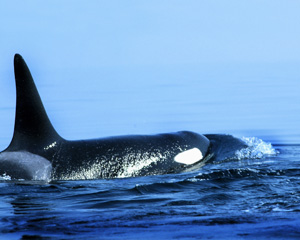 orca If you would like a copy of this photo please contact Mr. Pat Hathaway
