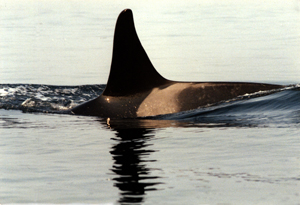 female orca If you would like a copy of this photo please contact Mr. Pat Hathaway